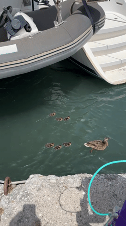 Wildlife encounters captured at Fethiye harbor during morning hours