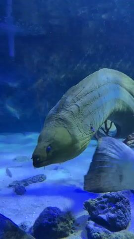 This is a close-up video of a large green moray eel swimming in a dimly lit aquarium. The eel's head is visible in the foreground, and its long, serpentine body extends into the background. The water is a deep blue, and the bottom of the tank is covered in sand and rocks. The eel's skin is textured and appears to be a vibrant green color. It has small, dark eyes and its mouth is slightly open. The lighting in the tank creates a moody and atmospheric effect.