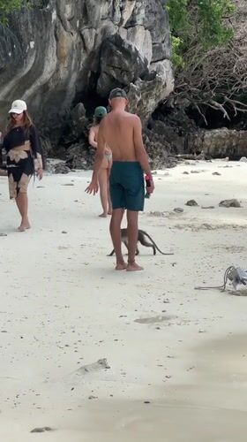 Monkeys and beachgoers share the shoreline at Ao Nang