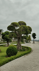 Morning street cleaning operation underway in Ha Long Ward