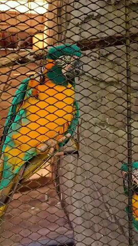 The video shows two macaws in an enclosure, likely a zoo or sanctuary, viewed through a metal mesh fence. The macaw on the left is perched on a branch, facing the camera, displaying vibrant yellow, blue, and green plumage. Its head is turned slightly, and it appears to be looking towards the right. The second macaw is smaller and positioned lower and to the right, also facing the camera. It has similar coloring and is also looking forward. The background appears to be a wall or structure within the enclosure, with some natural elements suggesting a habitat. The lighting is dim, creating a moody atmosphere. The mesh fence is a prominent visual element, creating a barrier between the viewer and the birds. The macaws are the central focus of the video.