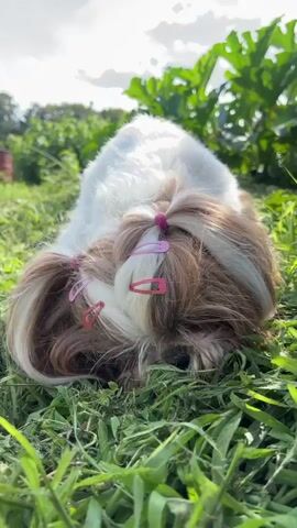 A shih tzu dog is lying on its side in the grass. The dog is white and brown with long hair on its head. Two pink hair clips are placed on each side of its head, holding its hair back in two small ponytails. The dog's eyes are closed, and its head is resting on the grass. In the background, there is green vegetation and a blue sky with clouds. The sun is shining, casting shadows on the grass.