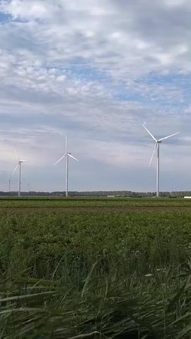 A low-angle, vertical video shows a field of green crops with tall grass in the foreground. In the background, three large white wind turbines stand in a row against a cloudy sky with patches of blue. The turbines are spaced apart, and their blades are slowly rotating. The scene appears to be a rural landscape, possibly farmland.