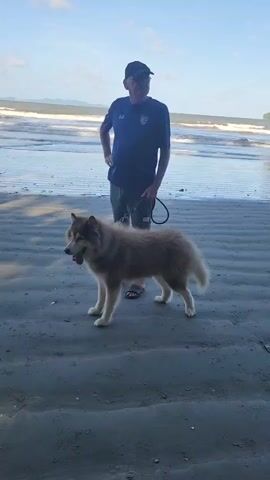 A man and a dog are on a beach. The man is wearing a dark blue t-shirt, dark pants, and a dark baseball cap. He is holding a dark leash in his right hand, which is attached to the dog. The dog is a large breed, likely a husky or malamute, with light brown and white fur. It is standing with its tongue slightly out and looking to the left. The beach has wet sand with ripples from receding waves. The ocean is in the background with small waves breaking on the shore. The sky is blue with some white clouds. The lighting suggests it is daytime, possibly late afternoon due to the soft light.