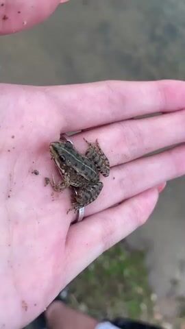 A close-up, high-angle shot shows a small, brown, green, and black striped frog resting in the palm of a person's hand. The frog is positioned diagonally across the palm, facing left. Its legs are tucked slightly beneath it, and its eyes are visible. Two simple silver rings are worn on the person's fingers, one encircling the base of the middle finger, and another on the ring finger. The hand is lightly dusted with small specks of dirt or sand.

The background is blurred and out of focus. It appears to be a body of water, possibly a pond or river, with a muted, earthy tone. To the right of the hand, a small patch of green vegetation is visible, suggesting an outdoor setting near water. The lighting suggests it is daytime, with natural light illuminating the scene. The overall impression is one of a gentle, close encounter with nature. There is no visible text in the media.