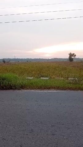 The video shows an outdoor scene with a road in the foreground and a field in the background. The sky is overcast with a hint of sunrise. There are power lines visible in the sky. The field appears to be cultivated with some greenery and some taller plants or crops. A single tree stands in the middle ground of the field. There is also some grass along the edge of the road and the field. The video is a static shot.
