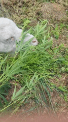 Goats and sheep graze a backyard in rural Sokolovo