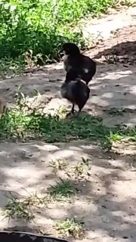 The video shows two small, dark-colored chicks in an outdoor environment. They are on a patch of dirt with some green grass growing sparsely. Sunlight creates shadows on the ground. The chicks appear to be walking and pecking around. One chick is slightly larger and has some lighter markings on its chest. The other chick is smaller and mostly dark. The background shows more green vegetation. The camera is positioned low to the ground, focusing on the chicks.