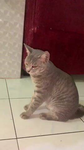 A gray tabby cat is sitting on a tiled floor, looking to its left. Behind it, a maroon couch is visible. A white and orange cat with red-tinted eyes is standing near the couch, facing the camera. Another gray cat is lying on top of the couch. The scene appears to be indoors.