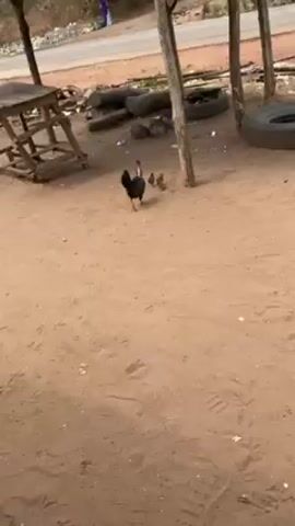 The video shows a black hen with a bald neck walking on dirt with a few chicks following her. There are scattered objects on the ground, including some rocks, trash, and a tire in the background. A thin tree trunk is visible on the right side of the frame. The ground appears dry and dusty.