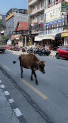Cow walks down street in Pokhara, Nepal early morning