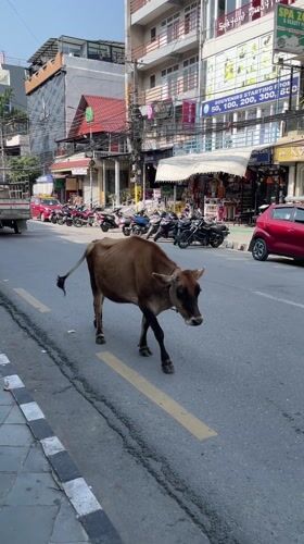Cow walks down street in Pokhara, Nepal early morning