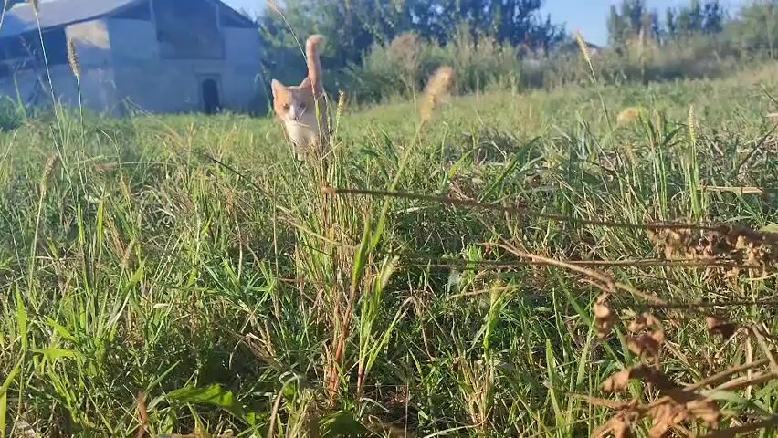 The video shows an orange and white cat walking through tall green grass in a field. The cat is in the center of the frame and is moving towards the camera. In the background, there is a building that appears to be made of stone or concrete, with a gray roof. The sky is blue and there are some trees in the distance. The lighting suggests it is daytime, possibly late afternoon due to the warm glow on the grass. The camera is positioned low to the ground, giving a cat's eye view of the environment.