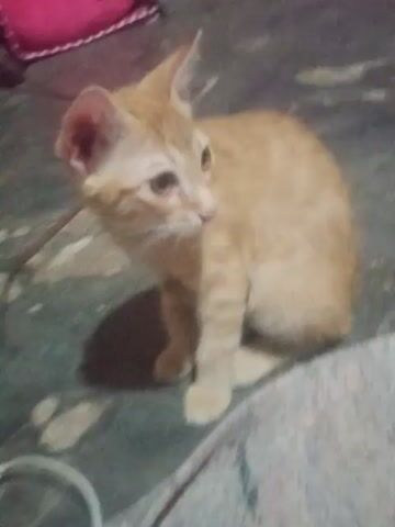 The video shows a ginger tabby kitten lying on a textured surface, possibly concrete or tile. The kitten is positioned on its right side, with its head turned towards the camera. Its ears are perked up, and its eyes are open, looking upwards. A pink object, possibly a piece of fabric or clothing, is visible in the lower left corner of the frame. The lighting is dim, casting shadows on the surface. The kitten appears to be in a relaxed or curious posture.