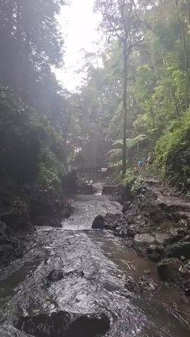 The media file captures a view of a flowing river through a lush, green forest in Banjar, Indonesia. The scene is characterized by dense vegetation on either side of the river, with tall trees and various plants creating a natural, somewhat wild environment.

In the distance, a bridge spans the river, and several people can be seen walking on or near it, suggesting a recreational area or a pathway. One person in a blue shirt is clearly visible on the right side of the riverbank, walking along a path. The overall atmosphere is serene and natural, evoking a sense of tranquility and connection with nature.

The time of day appears to be daytime, possibly early morning or late afternoon, given the soft lighting filtering through the trees. The weather seems overcast or misty, contributing to the diffused light and a slightly ethereal quality of the scene. The presence of the river and the dense forest strongly suggests a natural landscape, perhaps a park or a natural reserve.

There is no visible text in the media file. The focus is entirely on the natural scenery and the subtle human presence within it.