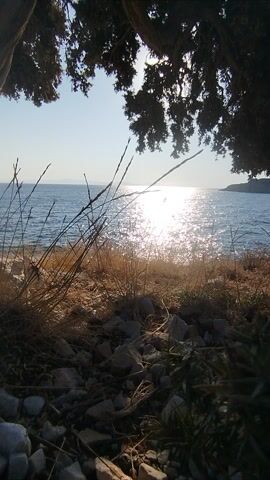 This is a video captured from a rocky, coastal area. The camera is positioned low to the ground, with dry grass and stones in the foreground. The ocean stretches out to the horizon, reflecting the bright sunlight. The sun is positioned such that it creates a strong glare on the water, making it difficult to discern details in that area. On the right side of the frame, the dark silhouette of a coniferous tree is visible, framing the scene. The sky is a pale blue, suggesting it is either early morning or late afternoon. There are no people or discernible man-made objects visible in the frame. The overall mood is serene and natural, focusing on the interplay of light and water in a coastal landscape. The video is oriented vertically.