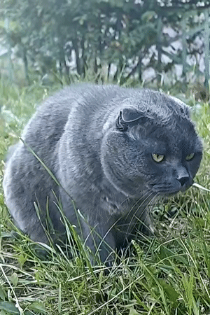 Scottish Fold cat observed in outdoor setting in Hadiach