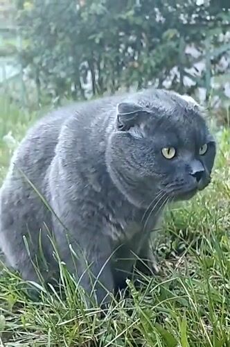 Scottish Fold cat observed in outdoor setting in Hadiach