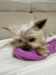 Cozy Volgograd apartment evening with two small dogs
