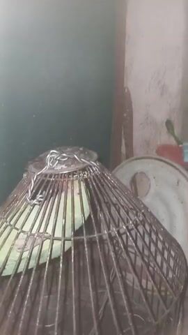The video shows a light-green parrot with a red beak inside a metal cage. The cage is cone-shaped and has metal bars running vertically. A metal chain is secured on top of the cage. The bird is looking around and opens its beak. A wall is visible in the background, along with a blurry round object. The lighting is dim.