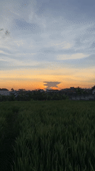 Rice paddies filmed during sunset in North Kuta, Indonesia