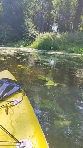 The video shows a first-person view from a yellow kayak on a river. A paddle blade is visible in the lower left corner. The water is murky and covered with green algae and lily pads. Trees and lush green vegetation line the banks of the river. Sunlight filters through the trees, creating dappled light on the water. The kayak is moving forward, indicated by the slight disturbance in the water.