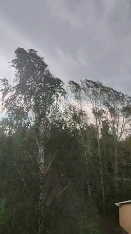 This is a video clip of trees swaying in the wind under a cloudy sky. The scene is outdoors, likely a natural setting with dense foliage. The sky is overcast with dramatic, dark clouds, suggesting stormy or windy weather. The trees themselves are the primary subjects, with their branches and leaves being tossed about by the wind, creating a dynamic visual effect. The lighting is dim, consistent with an overcast day, and there are no visible people or man-made objects apart from a sliver of what appears to be a building with a beige wall and a white trim at the very bottom right of the frame. The location is identified as Bashkultaevo, Russia. The overall mood conveyed by the video is one of natural power and perhaps a hint of foreboding due to the weather conditions. There is no visible text in the video.