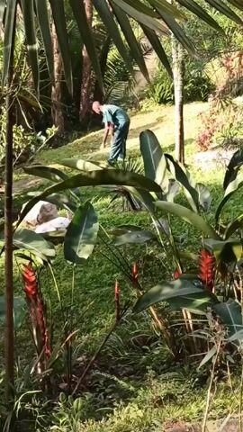The scene is outdoors, likely a tropical garden. A person wearing a green outfit is seen bending over, presumably working in the garden. The person is in the background. In the foreground are lush green plants with broad leaves, and some red, elongated flowers. The ground is covered in grass. Sunlight filters through the trees.