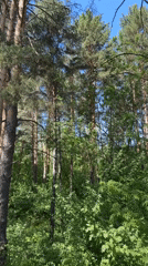 Spring day outing documented in Chaikovsky, Russia forests and waterways