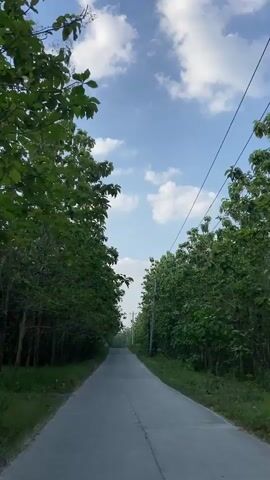 A POV shot shows a paved road lined with trees on either side. The road stretches into the distance under a blue sky with scattered white clouds. Telephone poles and wires are visible along the right side of the road. The trees are lush and green, with their branches reaching towards the road, creating a canopy effect. The overall scene is serene and natural.