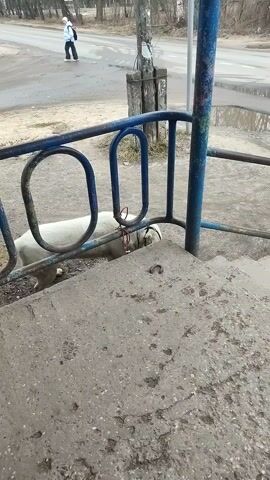 A white ram is tied to a blue metal railing next to some concrete steps. The ram is lying down in the dirt. A person walks on the sidewalk in the background. The scene appears to be near a street and a park, with bare trees visible. The day is overcast.