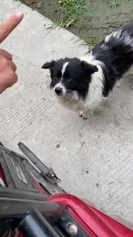 A person's hand is shown in the foreground of the frame, pointing a finger towards a black and white dog. The dog is standing on a concrete surface, looking up at the person. The dog appears to be a medium-sized breed with fluffy fur. In the background, there is a dirt area with some green grass. A portion of a red vehicle is visible at the bottom of the frame. The video is taken from a low angle, looking up at the dog and person.
