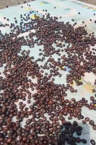 The video displays a top-down view of numerous small, dark brown, oval-shaped objects spread thinly across a light-colored surface. The objects appear to be coffee beans, possibly in the process of drying. The surface beneath them has a subtle pattern of light blue and yellow, suggesting it might be a tarp or mat. The lighting is natural, indicating an outdoor setting. There are no people visible in the frame, and the focus remains solely on the scattered beans. The camera's perspective is static, offering a consistent, unobstructed view of the scene.