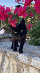Cats and a dog spotted around stone walls in Palmanova