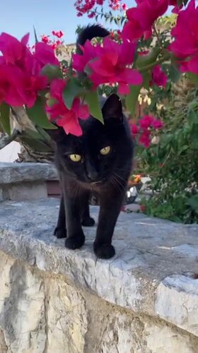 Cats and a dog spotted around stone walls in Palmanova