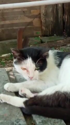 The video shows a black and white cat lying down. Its left eye is swollen and appears to be closed. Its right eye is green. The cat is looking towards the left of the frame. The background is blurred but appears to be an outdoor setting with some wooden planks and a white pipe.