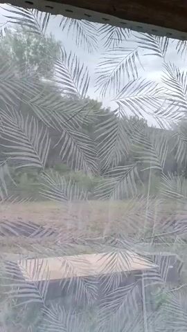 The video shows a sheer white curtain with a pattern of palm leaves blowing in the wind. Behind the curtain, a wooden structure, possibly a table or bench, is visible outdoors. The background consists of greenery and trees, suggesting a natural outdoor setting. The lighting indicates it is daytime.