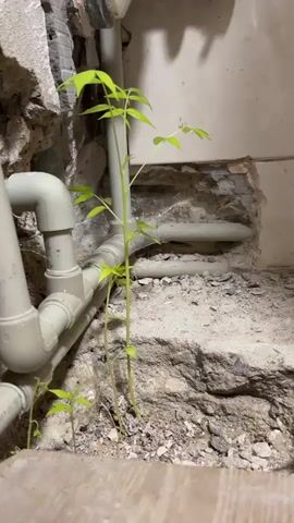 This is a close-up, static shot of several small green plants growing from cracked concrete and dirt. The plants are thin and spindly with sparse leaves. Behind the plants, a network of white plastic pipes is visible, running along a wall. The wall itself appears to be made of concrete and possibly tiles, with some areas broken away to reveal the pipes behind them. The lighting is dim, suggesting an indoor or underground location. The overall impression is one of nature's persistence in an unlikely environment.