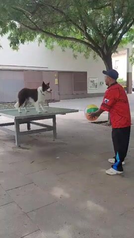 The video captures a playful outdoor scene featuring a man and a Border Collie dog in Sant Just Desvern, Spain. The setting appears to be a paved public area or park, with mature trees providing shade and light-colored buildings in the background. The time of day is clearly daytime, under bright, sunny conditions.

The main subjects are a man and a brown and white Border Collie. The dog stands on top of a green ping-pong table, facing the man with an attentive and engaged expression. The man, wearing a red short-sleeved shirt with some unreadable text or a logo, black pants with blue side stripes, a dark baseball cap, and white sneakers, is positioned opposite the dog.

The activity revolves around a large, colorful inflatable ball, which features segments of green, yellow, blue, and orange. The man is seen throwing the ball upwards in front of him and catching it, creating an interactive game with the dog. The dog watches the ball intently, occasionally barking in anticipation, indicating its readiness to play. The overall mood conveyed is one of joy and interaction between the man and his pet.

Visible objects include the ping-pong table, the multi-colored ball, and the man's clothing. The background shows foliage from trees and the facades of buildings. No discernible text is clearly readable on any signs or structures within the video, apart from an unidentifiable logo or text on the man's red shirt.