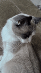 Grey and white cat chilling on a couch in Belarus