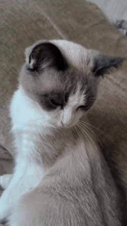 Grey and white cat chilling on a couch in Belarus