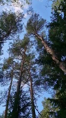 The video shows a low-angle shot looking up at tall trees against a blue sky with scattered white clouds. The trees appear to be a mix of pine and possibly birch, with some showing darker evergreen foliage. The branches and tops of the trees are visible, and the sunlight filters through the leaves. The camera pans slightly, creating a subtle movement of the scene. There are no people or discernible objects other than the trees and the sky. The environment is clearly a forest.