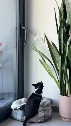 A small black and white dog is sitting in a bed near a window and a large snake plant. The dog is looking upwards at a light switch with four toggles on a white wall. The light switch has labels ON and OFF on it, and two of the toggles appear to be in the ON position. A fly is on top of the light switch. The room is brightly lit, and the overall impression is domestic.