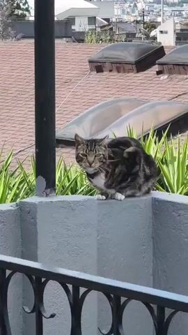 The video shows a tabby cat with white paws sitting on a light grey concrete wall. The wall is topped with green, spiky plants. In the background, there is a rooftop with three dome-shaped skylights and a brown shingled roof. Beyond the roof, a city landscape is visible with buildings and hills. A black metal railing is visible in the foreground, partially obscuring the view. The cat is facing the camera with its eyes open. The weather appears to be sunny. The video seems to be taken from a slightly lower perspective.