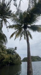 Palm trees against a cloudy sky in coastal Sri Lanka