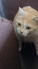 Cats, roses, and garden shots from a Krasnoyarsk home