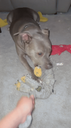 Grey pit bull plays with stuffed toy on living room carpet