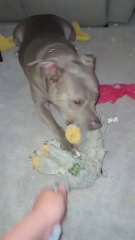 The media file features a medium shot of a grey pit bull dog playing with a stuffed toy. The dog is on a plush grey carpet, and in the background, a grey sofa and a yellow object, possibly a shoe or a cushion, are visible. A pink fabric item, possibly another toy, is also present. The dog is actively engaged with its toy, gripping it with its mouth and paws, and appears to be shaking it vigorously.

The scene is indoors, suggesting a home environment. The lighting is dim, consistent with indoor lighting in the evening or a dimly lit room. The overall mood is playful and energetic, as conveyed by the dog's enthusiastic interaction with the toy.

No visible text is present in the media file. The specific location of Spanaway, United States of America, is provided as context.