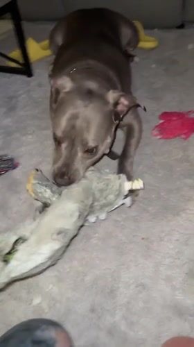 Grey pit bull plays with stuffed toy on living room carpet