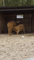 Zoo visit in Izhevsk covers a solid range of animals